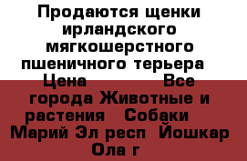 Продаются щенки ирландского мягкошерстного пшеничного терьера › Цена ­ 30 000 - Все города Животные и растения » Собаки   . Марий Эл респ.,Йошкар-Ола г.